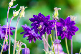 Columbine Seeds - Tall Double Mix