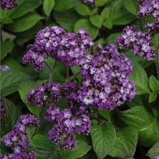 Heliotrope Fragrant Delight Seeds