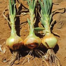 Onion Seeds (Organic) - Yellow Sweet Spanish