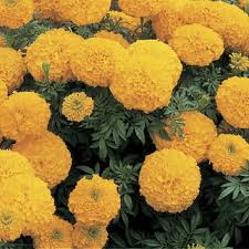 Gold Hybrid Marigold Seeds