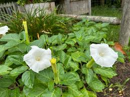 Datura Ballerina White Seeds