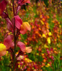 Linaria Licilia Peach Seeds