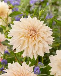 Dahlia Seeds (Dinnerplate) - Cafe au Lait Collection