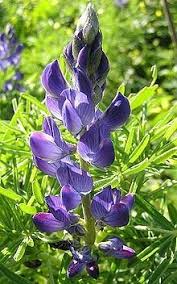 Annual Lupine Seeds - Blue