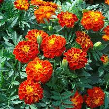 Bolero Marigold Seeds