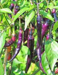 Hot Pepper Seeds - Cayenne Purple