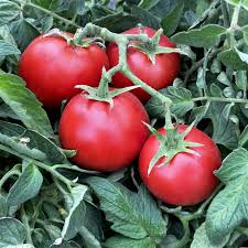 Tomato Seeds - Ace 55