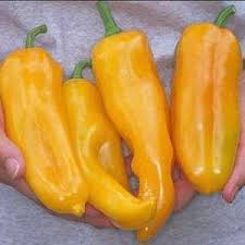 Sweet Pepper Seeds - Golden Marconi