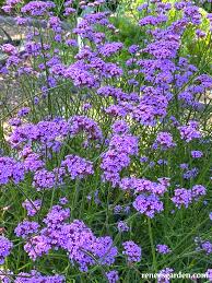 Vanity Verbena Seeds