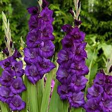 Gladiolus Flower Seeds - Purple Flora