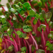 Radish Seeds (Sprouting) - Red Arrow