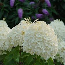 Hydrangea Puffer Fish Panicle Hydrangea