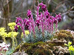 Purple Saxifraga Sempervivum Planting Seeds for Garden NON GMO Seeds Dhara Seeds
