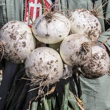 Onion Seeds (Long Day) - Ringmaster White Sweet Spanish