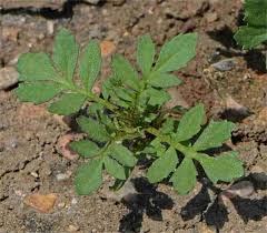 Sugar & Spice White Marigold Seeds