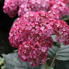 Hydrangea Ruby Smooth Seeds