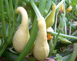 Squash (Summer) Seeds - Golden Summer Crookneck