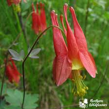 Columbine - Wild Seeds