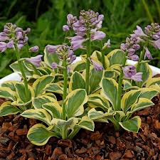 Hosta 'Lucky Mouse Seeds