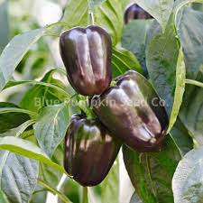 Sweet Pepper Seeds - Chocolate Beauty