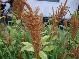 Amaranthus Seeds - Hot Biscuits