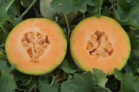 Athena Melon Seed