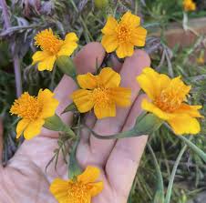 Golden Guardian Marigold Seeds