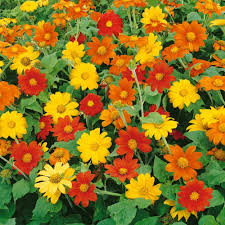 Mexican Sunflower Seeds - Mix