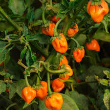 Hot Pepper Seeds (Organic) - Habanero Orange