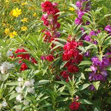 Impatiens Seeds - Camelia Flowered Mixed