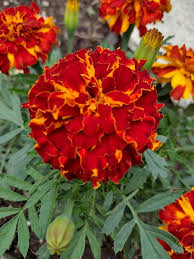 Bolero Marigold Seeds