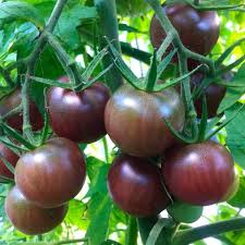 Tomato Seeds (Organic) - Black Cherry