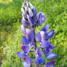 Arroyo Lupine Seeds