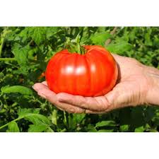 Tomato Seeds - Beefsteak