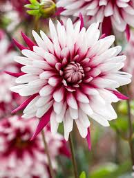 Dahlia Seeds (Decorative) - Rebecca's World