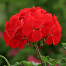 Red Hybrid Geranium Seeds