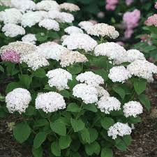 Invincibelle Wee White Hydrangea