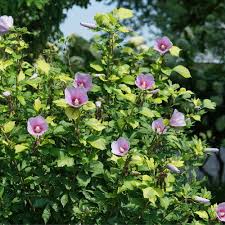 Hibiscus Paraplu Rose of Sharon Seeds