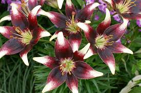 Netty's Pride Asiatic Lily Seeds