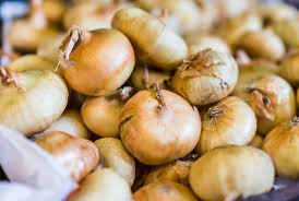 Onion Seeds (Short Day) - Cipollini Yellow