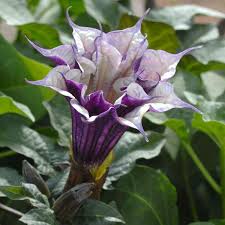 Datura Ballerina Purple Seeds