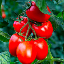 Tomato Seeds - Rio Grande