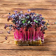 Radish Seeds (Microgreen) - Sango