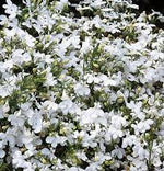 Lobelia Pendula White Lady Cascade Flower Seeds for Planting - N0N GMO Seeds Dhara Seeds