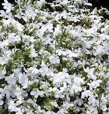 Lobelia Pendula White Lady Cascade Flower Seeds for Planting - N0N GMO Seeds Dhara Seeds