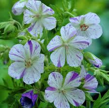 Geranium Delft Blue