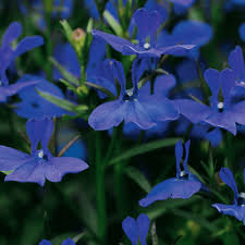 Regatta Midnight Blue Lobelia Seeds