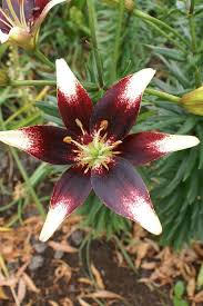 Netty's Pride Asiatic Lily Seeds