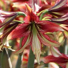 Amaryllis Seeds - Mystica