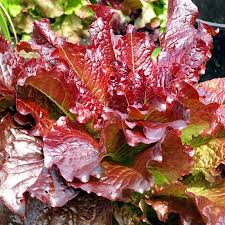 Lettuce Seeds - Cimmarron